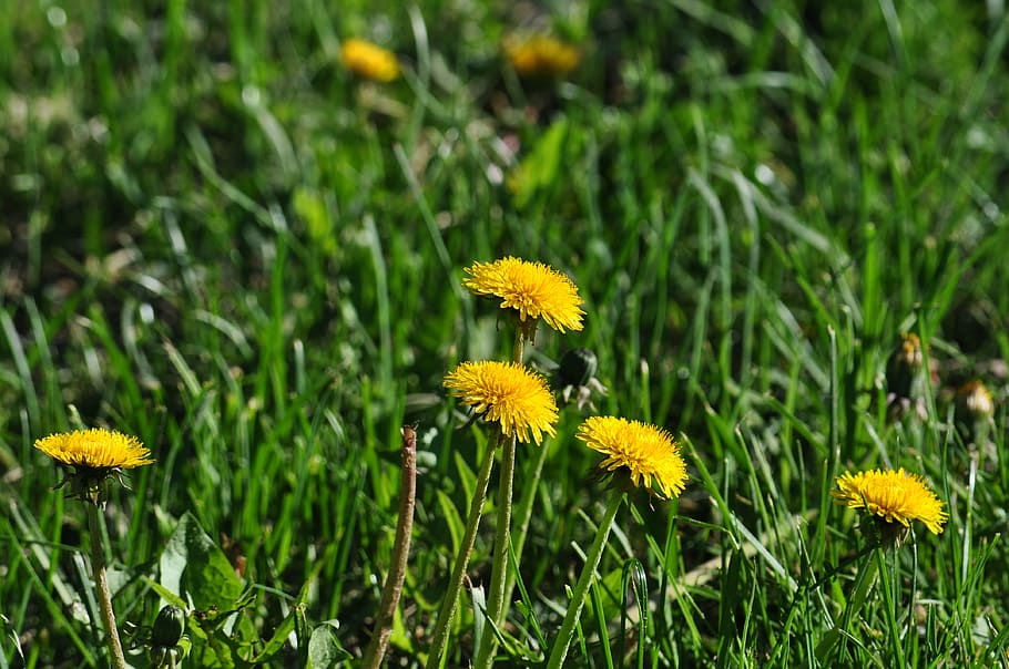 flowers, spring, april, yellow, plant, flowering plant, fragility HD wallpaper