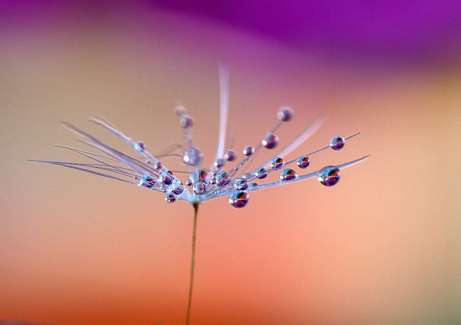 shallow focus on gray flower, dandelion, drops, plant, macro HD wallpaper