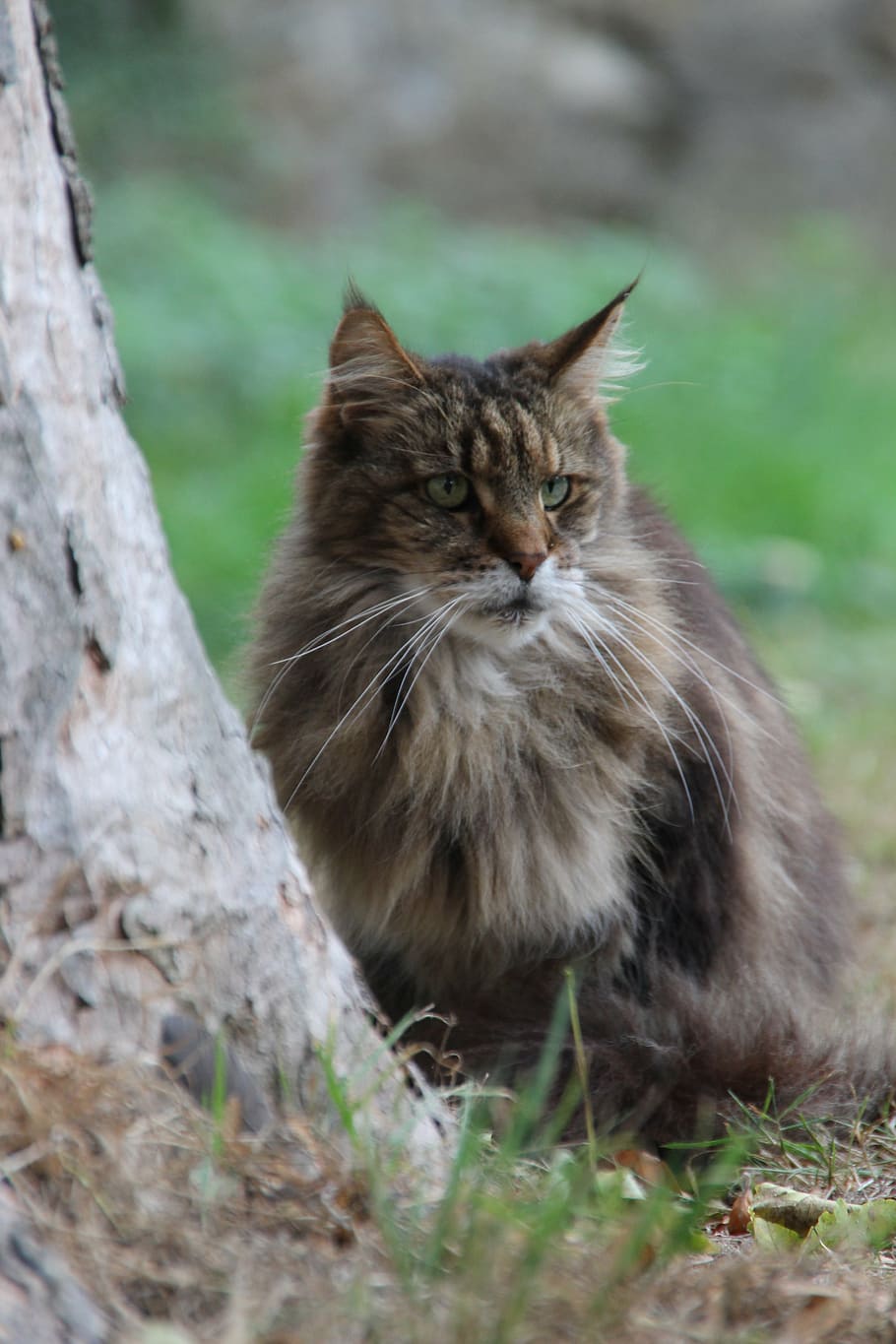 cat, brown, fur, soft, beautiful, nature, noble, furry, pet HD wallpaper