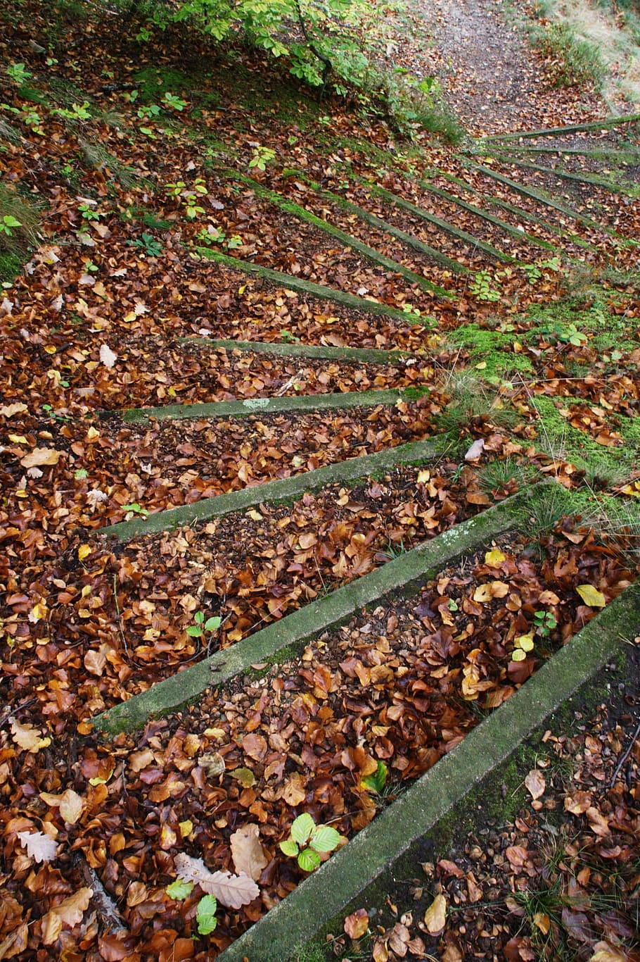 Leaves, Nature, gradually, autumn, forest, walk, wanderfpad HD wallpaper
