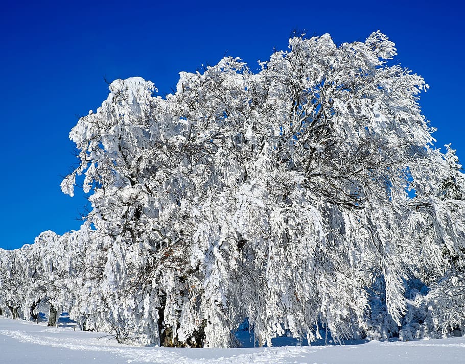 white tree under blue sky, wintry, trees, book, snowy, winter HD wallpaper