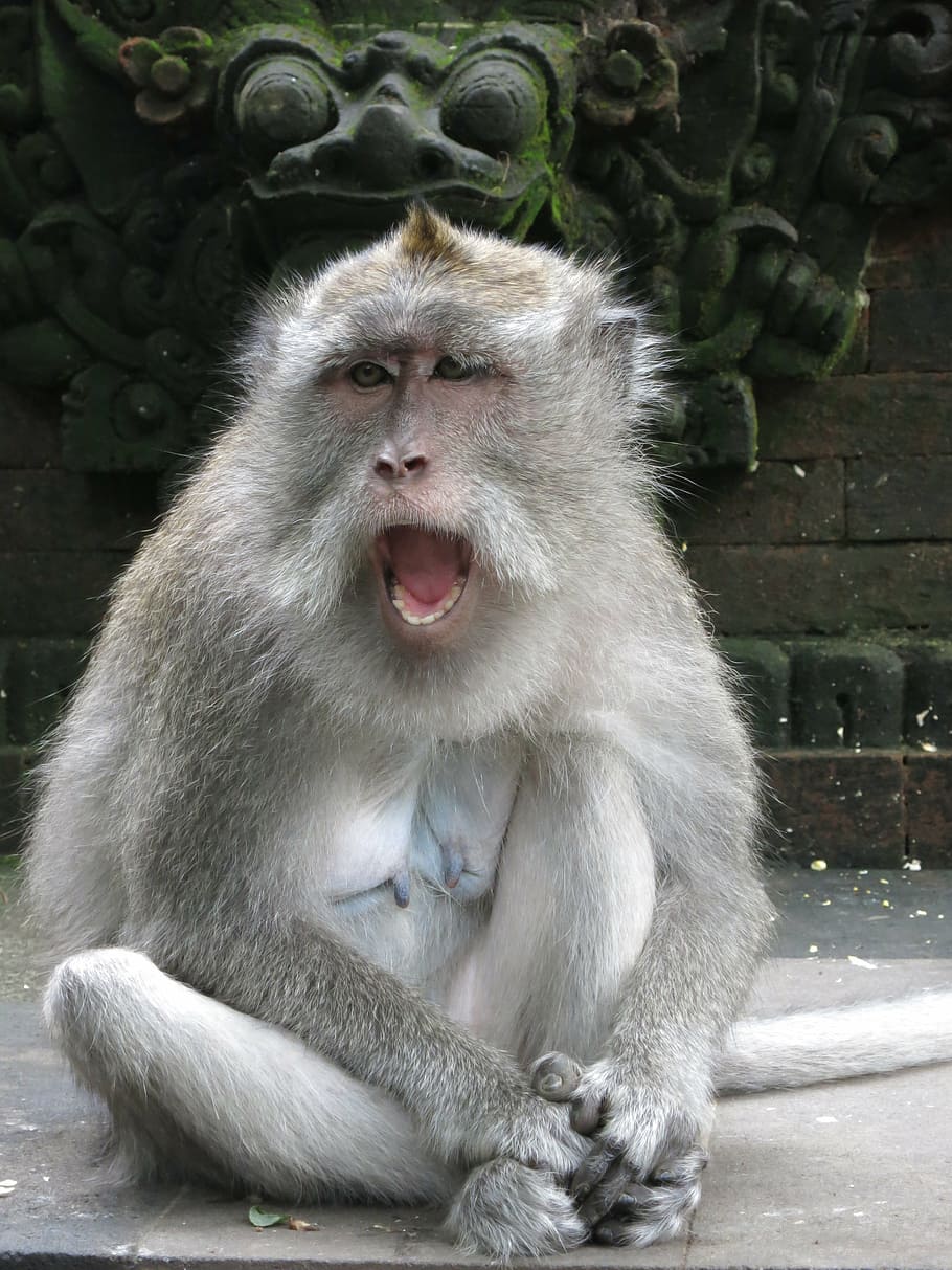 monkey, bali, facial expression, primate, animal wildlife, animals in the wild HD wallpaper