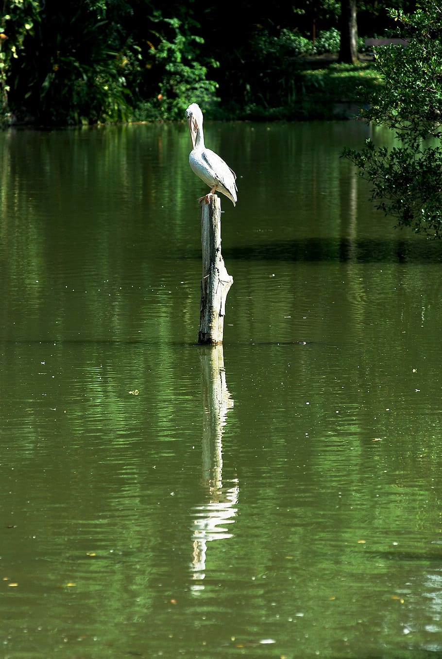 stork, bird, lonely, wild, animal, nature, feather, wildlife HD wallpaper
