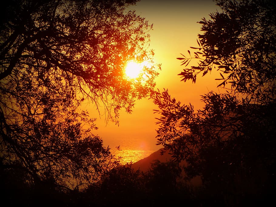 photography of silhoutte of tree during golden hour, sun, sunset HD wallpaper