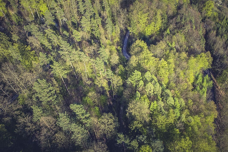 bird's eye view of tall trees, forest, nature, landscape, fairy tale forest HD wallpaper