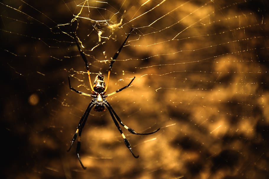spider, spider silk, web, catch, cobweb, close up, spider web HD wallpaper