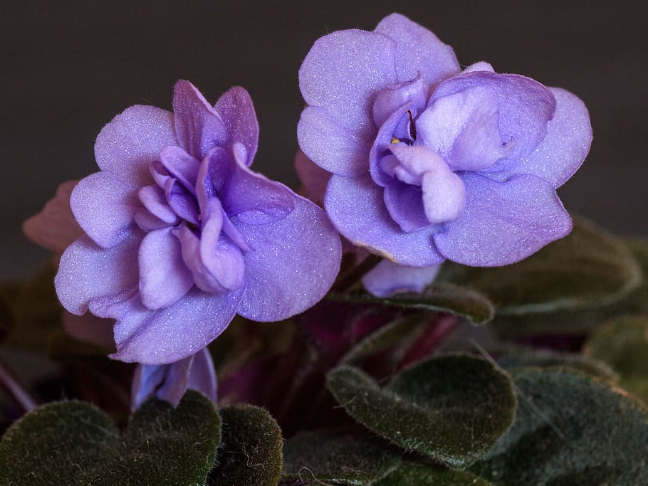 flowers, macro, cyclamen, flowering plant, beauty in nature HD wallpaper