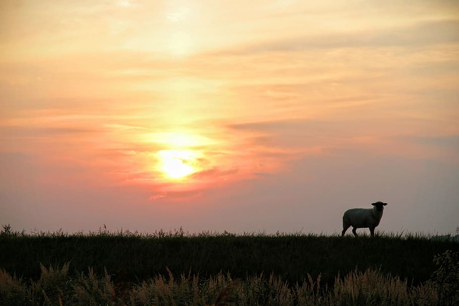 nature, dike, sheep, sun, sunset, coast, landscape, animal HD wallpaper
