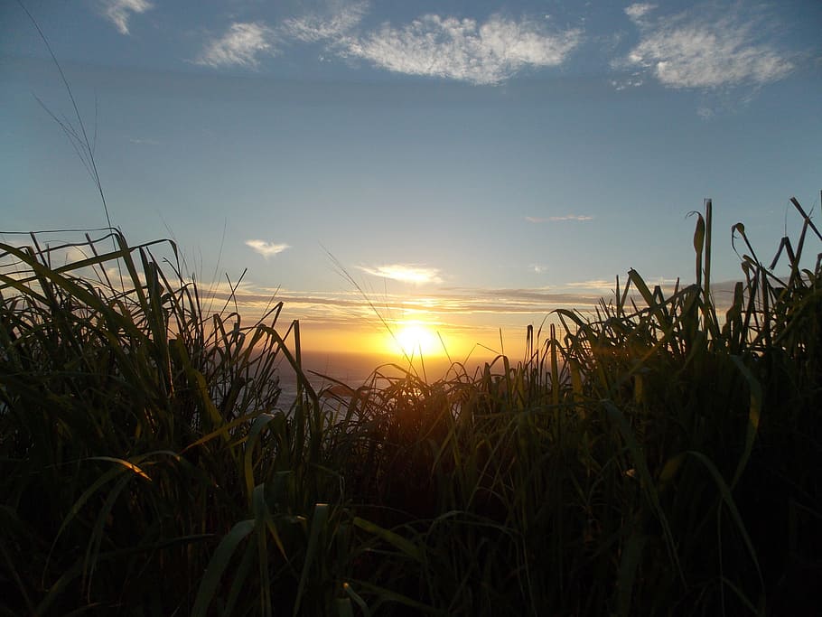 Sol, Light, Sunset, Nature, mato, green, summer, against light HD wallpaper