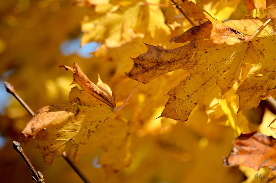 fall, leaf, nature, maple, gold, plant part, autumn, change HD wallpaper