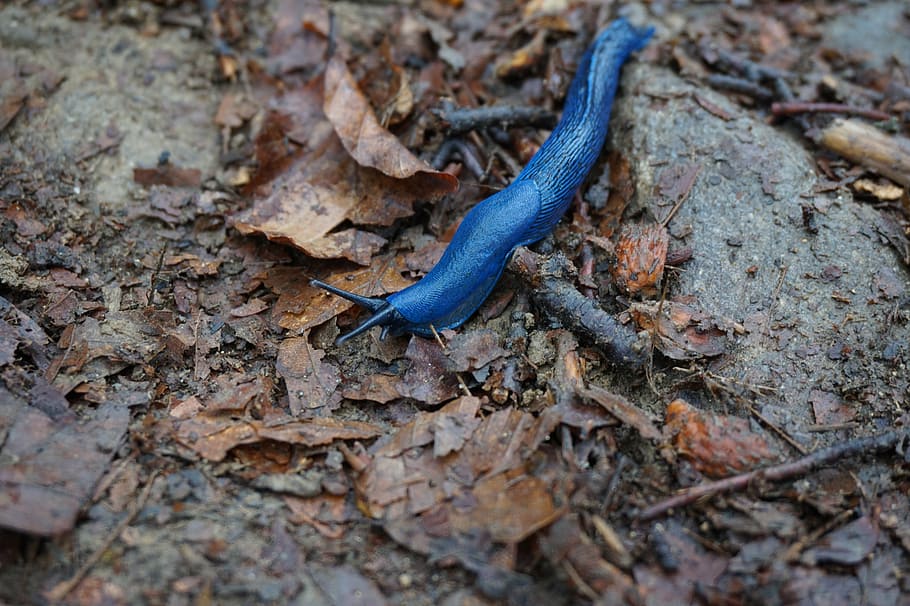 snail, blue, nature, forest, trail, the beauty of nature, foliage HD wallpaper