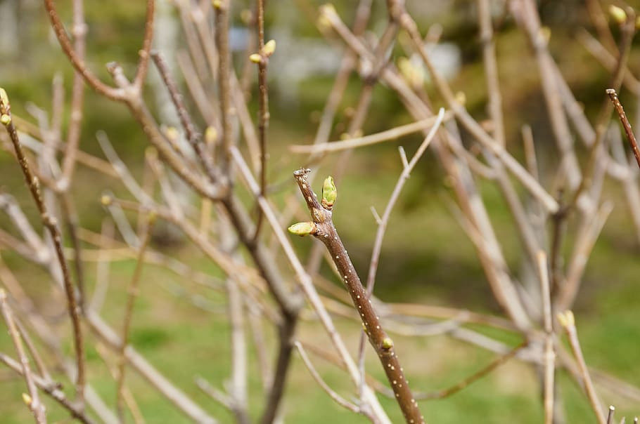 nature, sheet, plant, tree, spring, animal wildlife, one animal HD wallpaper