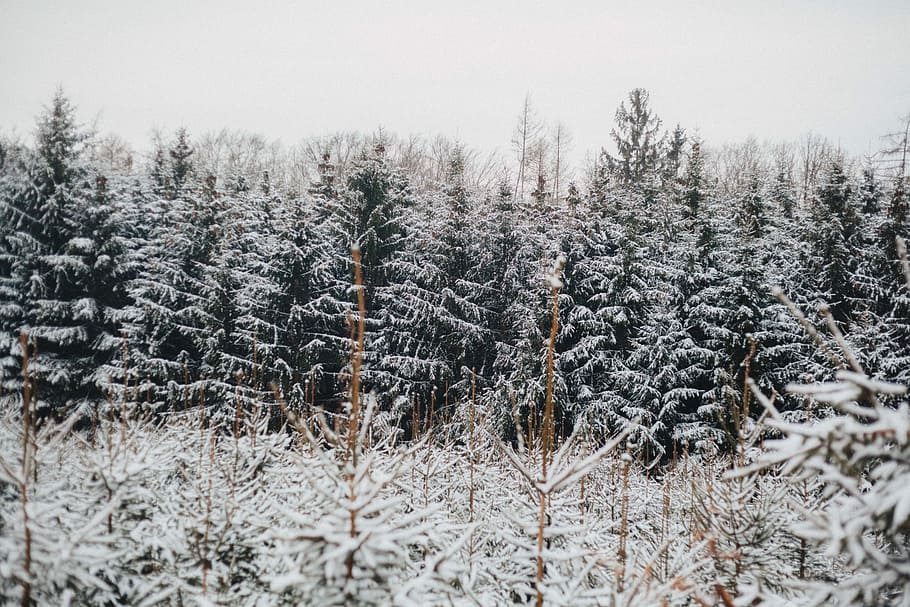 White forest, low-angle photography of field of trees, snow, winter HD wallpaper