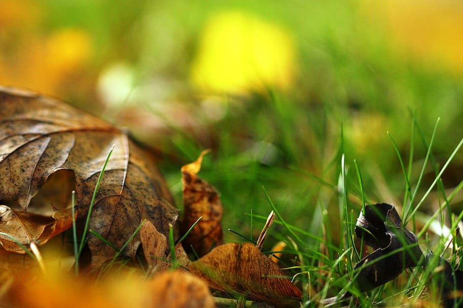 grass, leaves, dry, fallen, seasonal, selective focus, plant HD wallpaper