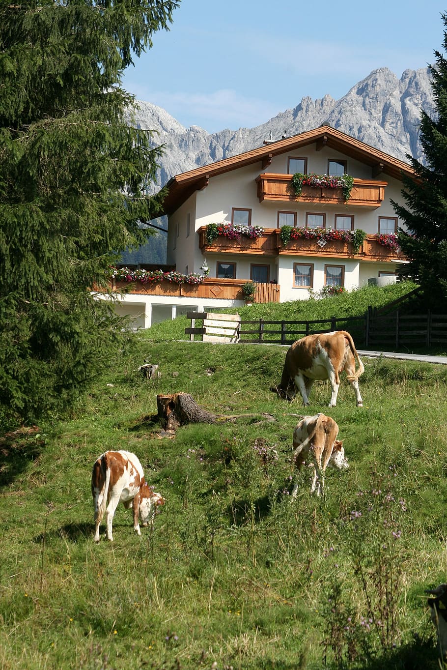 Austria, Alps, Mountain, mountains, alpine scenery, nature HD wallpaper
