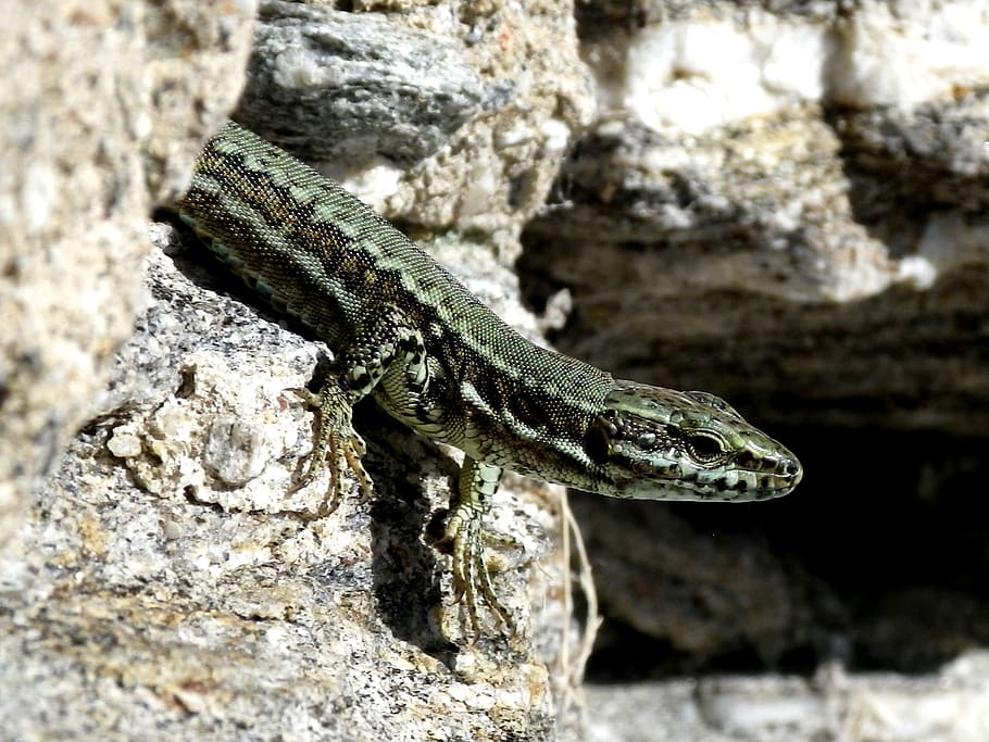 lizard, hir, close, animal themes, animals in the wild, animal wildlife HD wallpaper