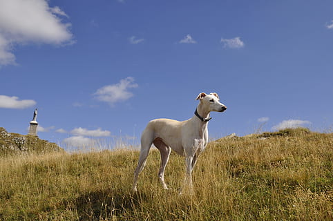 greyhound, dog, mountain, mammal, animal themes, grass, domestic animals HD wallpaper
