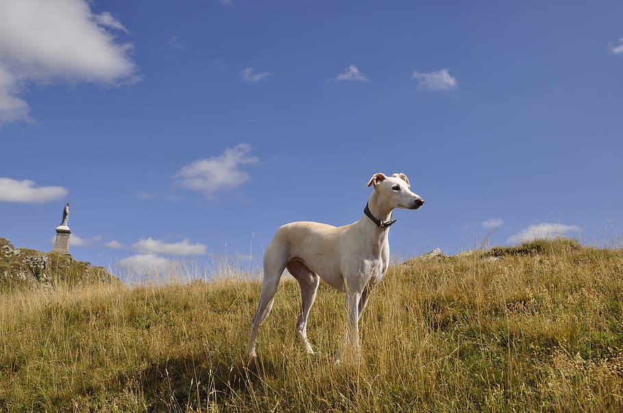 greyhound, dog, mountain, mammal, animal themes, grass, domestic animals HD wallpaper