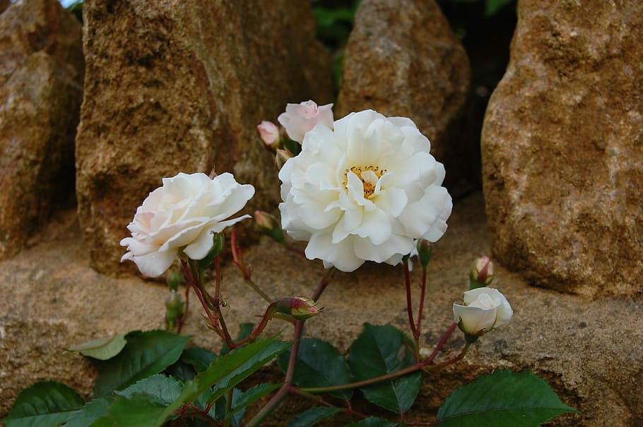 White Rose, Prosperity, flower, petal, plant, nature, flower Head HD wallpaper