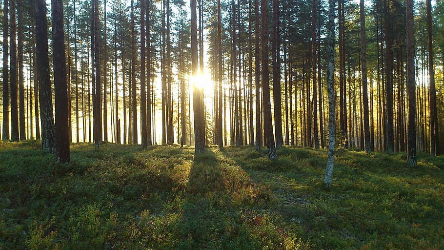 trees and grass photo during daytime, Forest, Solar, Pine, Light HD wallpaper