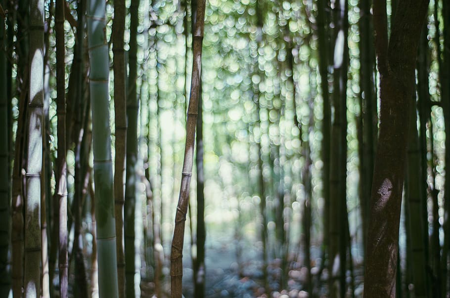 selective focus photography of bamboo trees, forest, nature HD wallpaper
