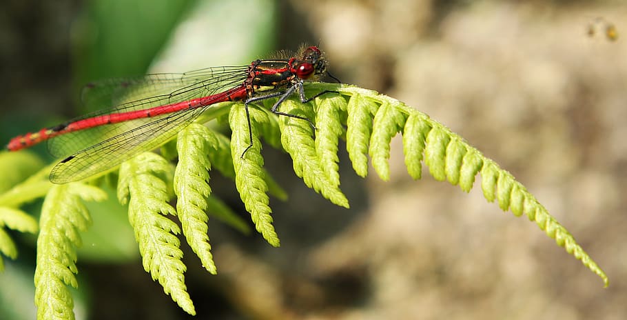 dragonfly, red, insect, red dragonfly, close, nature, wing HD wallpaper