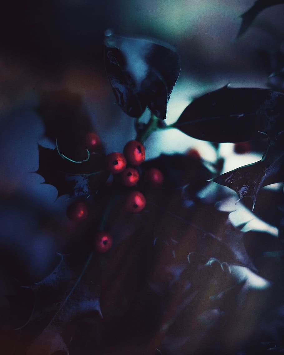 green, leaf, red, fruit, blur, dark, plant, close-up, berry fruit HD wallpaper