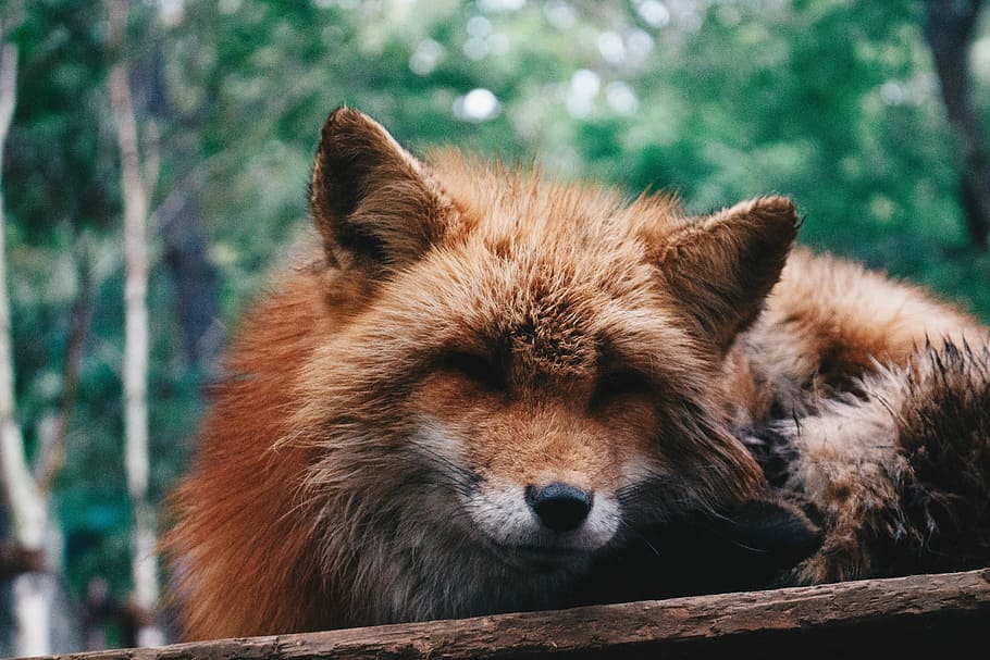 Foxy Beast, close-up photography of brown fox, red, fur, wild HD wallpaper
