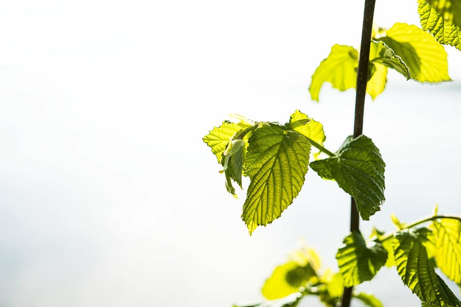 banner, leaves, header, close, nature, leaf, background, greeting card HD wallpaper