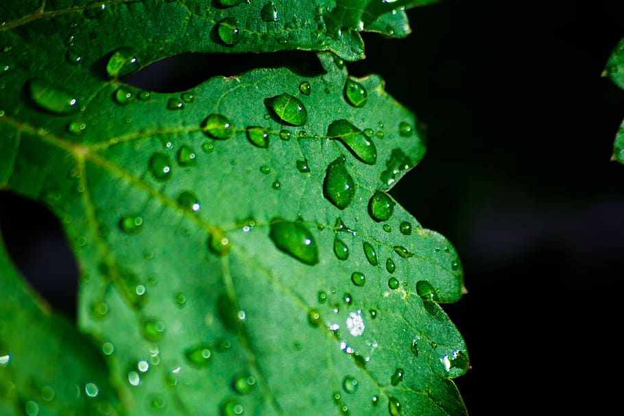 green, leaf, plant, wet, water, raindrops, dark, plant part HD wallpaper