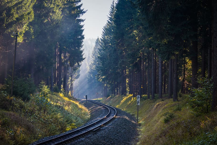 railroad track in forest during daytime, trees, fog, sun, rays HD wallpaper
