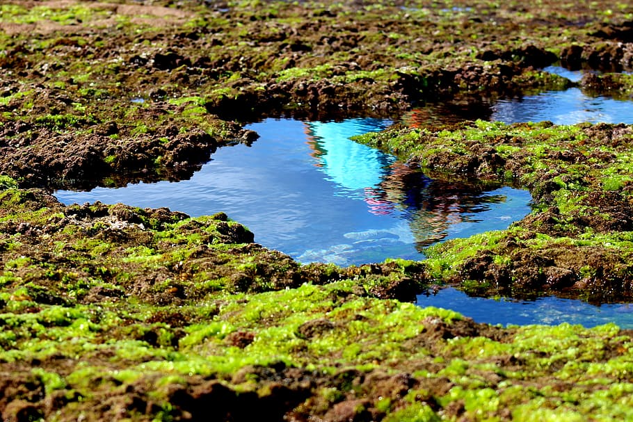sea, green, blue, reflection, water, beach, rocks, nature, summer HD wallpaper