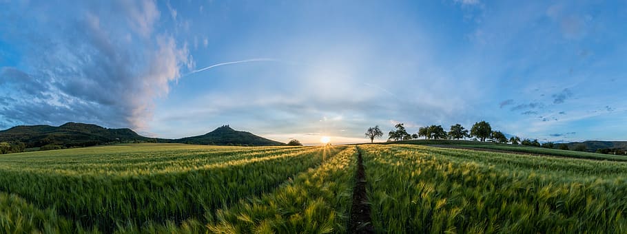 landscape photo of green grass field, sunset, summer, nature HD wallpaper