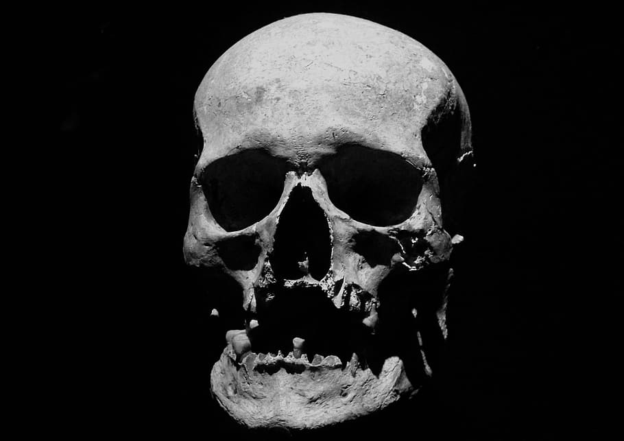 human skull, corpse, halloween, skeleton, anatomy, jaw, maxilla HD wallpaper