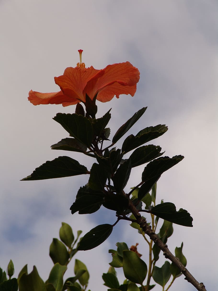 hibiscus, flower, sky, plant, beauty in nature, flowering plant HD wallpaper