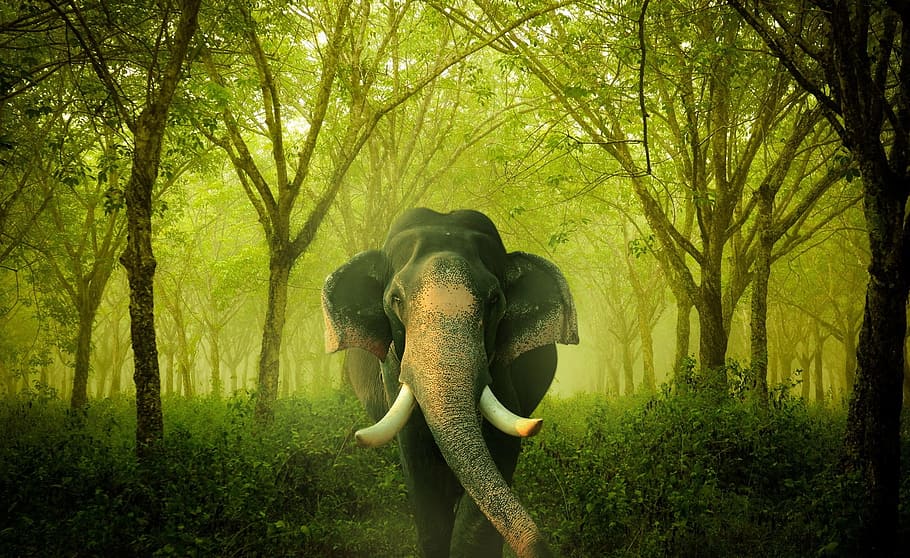 wildlife photography of elephant, indian, asia, tree, plant, forest