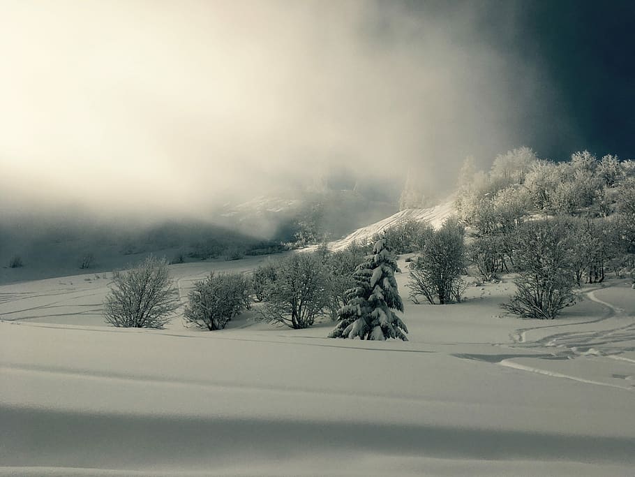 trees covered with snow, mountain, winter, tracks, cloud, fog HD wallpaper