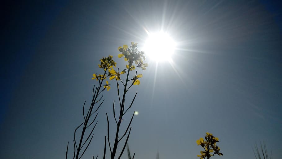 sky, sun, abstract, desktop, light, nature, plant, low angle view HD wallpaper