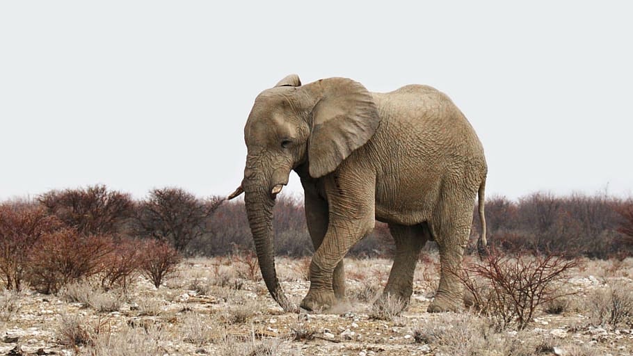 elephant on dessert, africa, namibia, nature, dry, heiss, national park, HD wallpaper