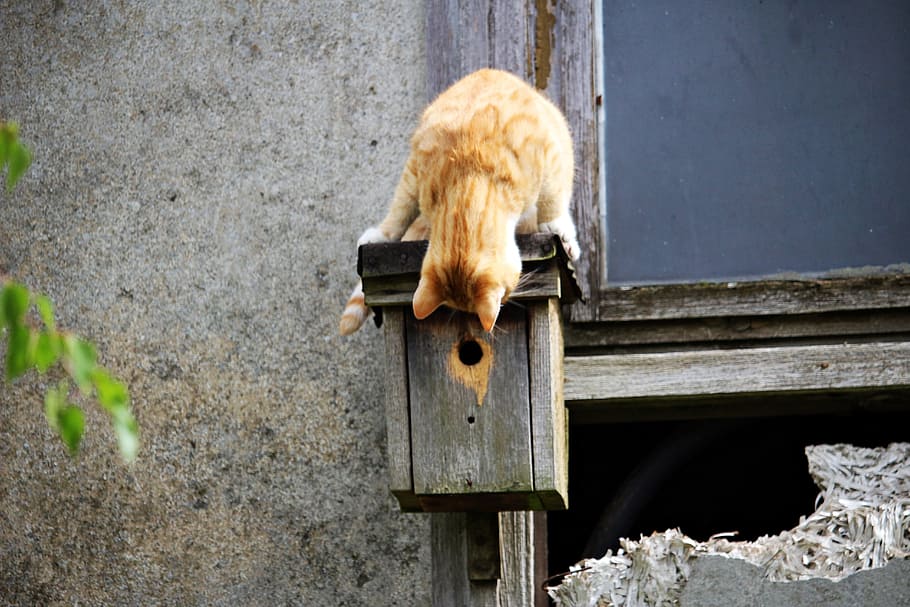 brown cat on black bird house during daytime, kitten, aviary HD wallpaper