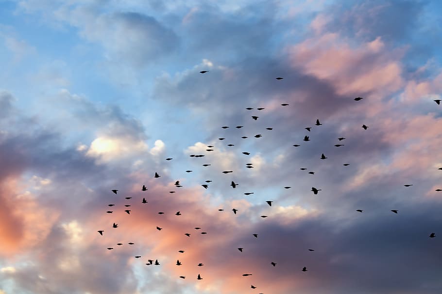 Sunset, Clouds, Cloudscape, Birds, nature, sunlight, blue, outdoor HD wallpaper