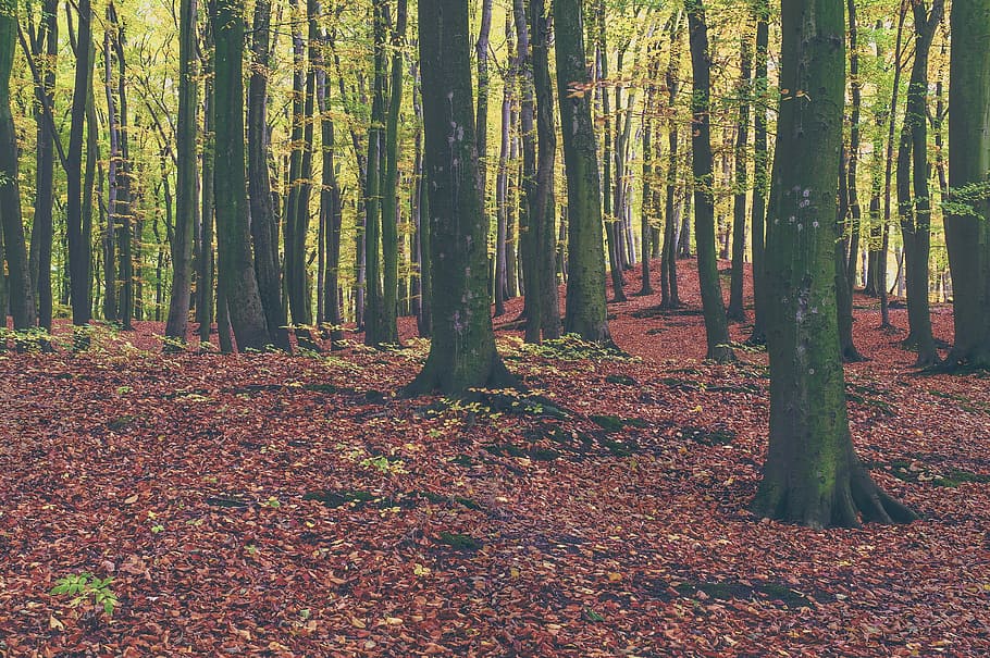 green trees in forest, landscape photography of woods, autumn HD wallpaper