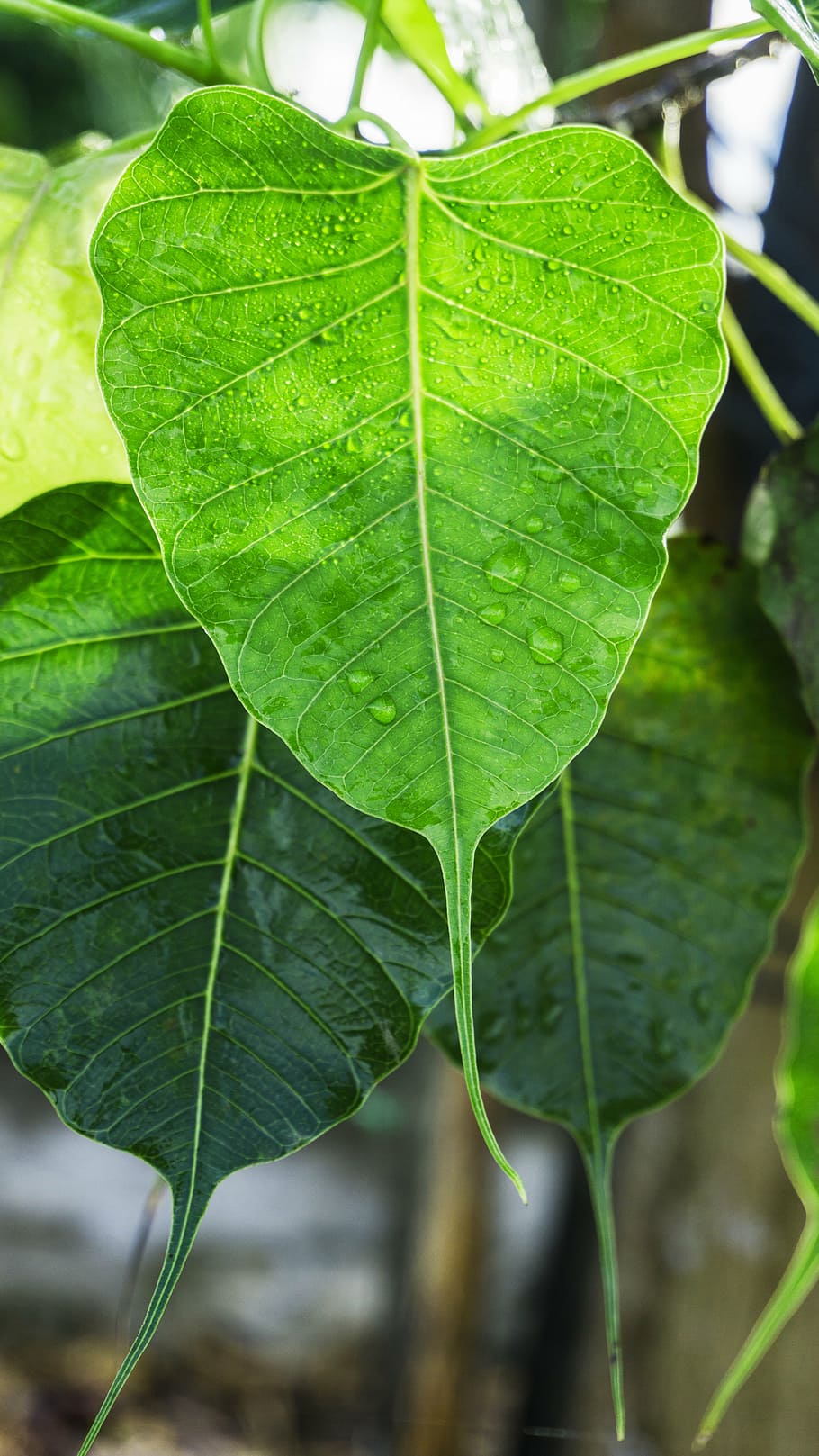 bodhi leaves, dewdrop on leaves, dewdrop awakening, awake-ness, HD wallpaper