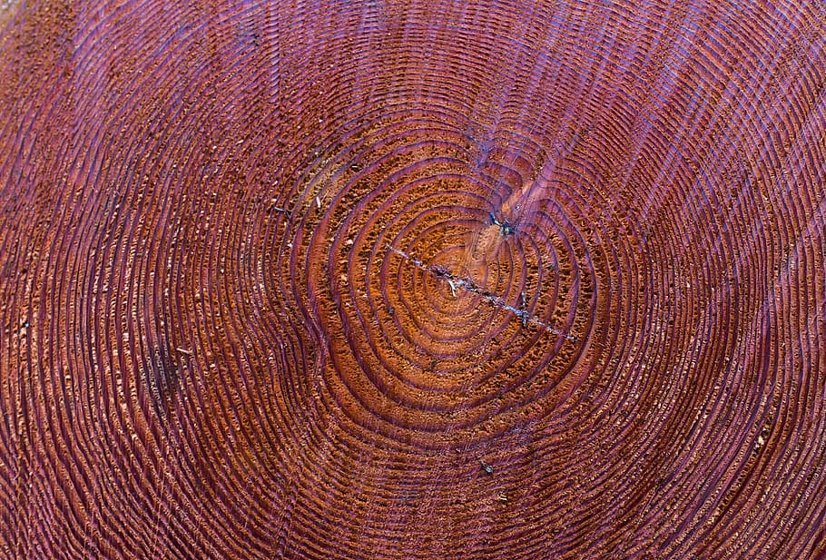 pattern, texture, background, nature, close up, wood, color HD wallpaper