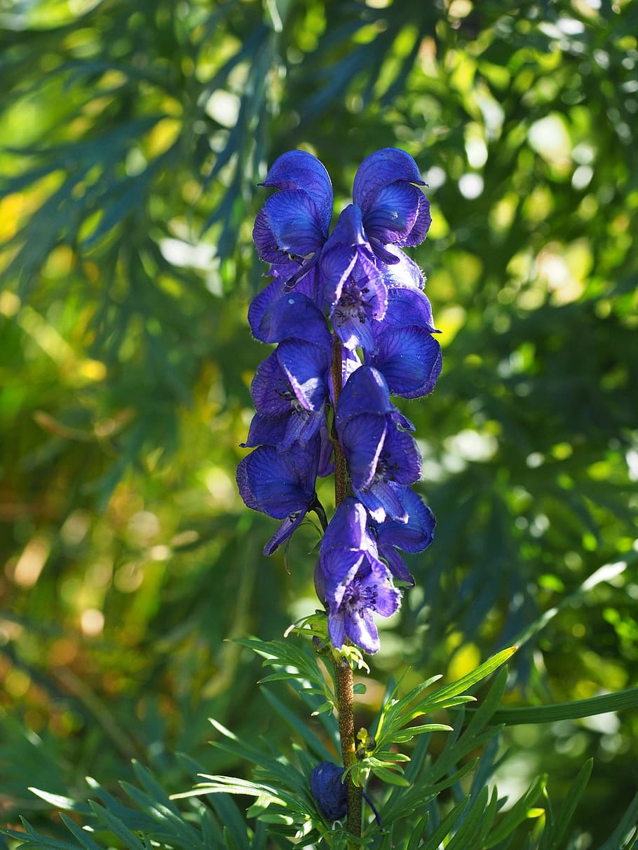 monkshood, flowers, blue, aconitum napellus, alpine flower