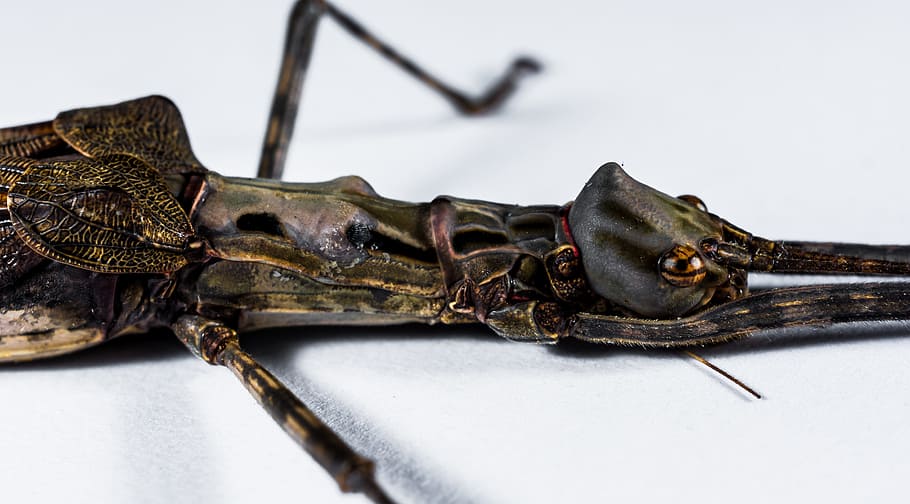 Stick Insect, Ghost, Scare, Close, ghost insect, one animal HD wallpaper