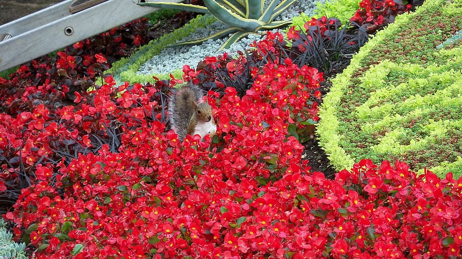 nature, flowers, squirrel, plant, flowering plant, growth, red HD wallpaper
