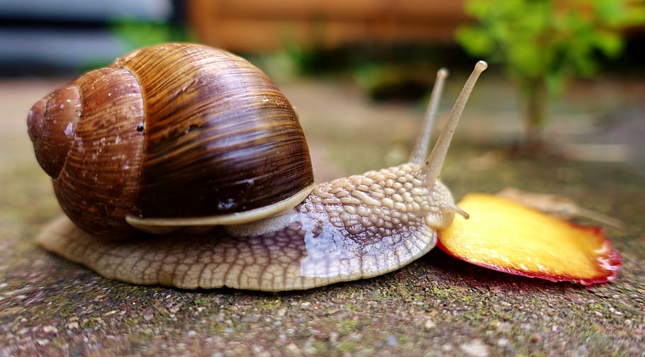selective focus photography of snail on gray surface, eat, peach HD wallpaper