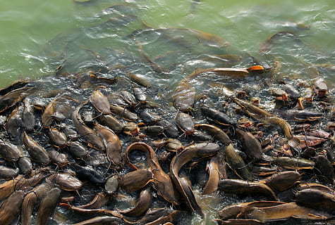 school of catfish, india, lake, seafood, animal, fishing, large group of animals HD wallpaper