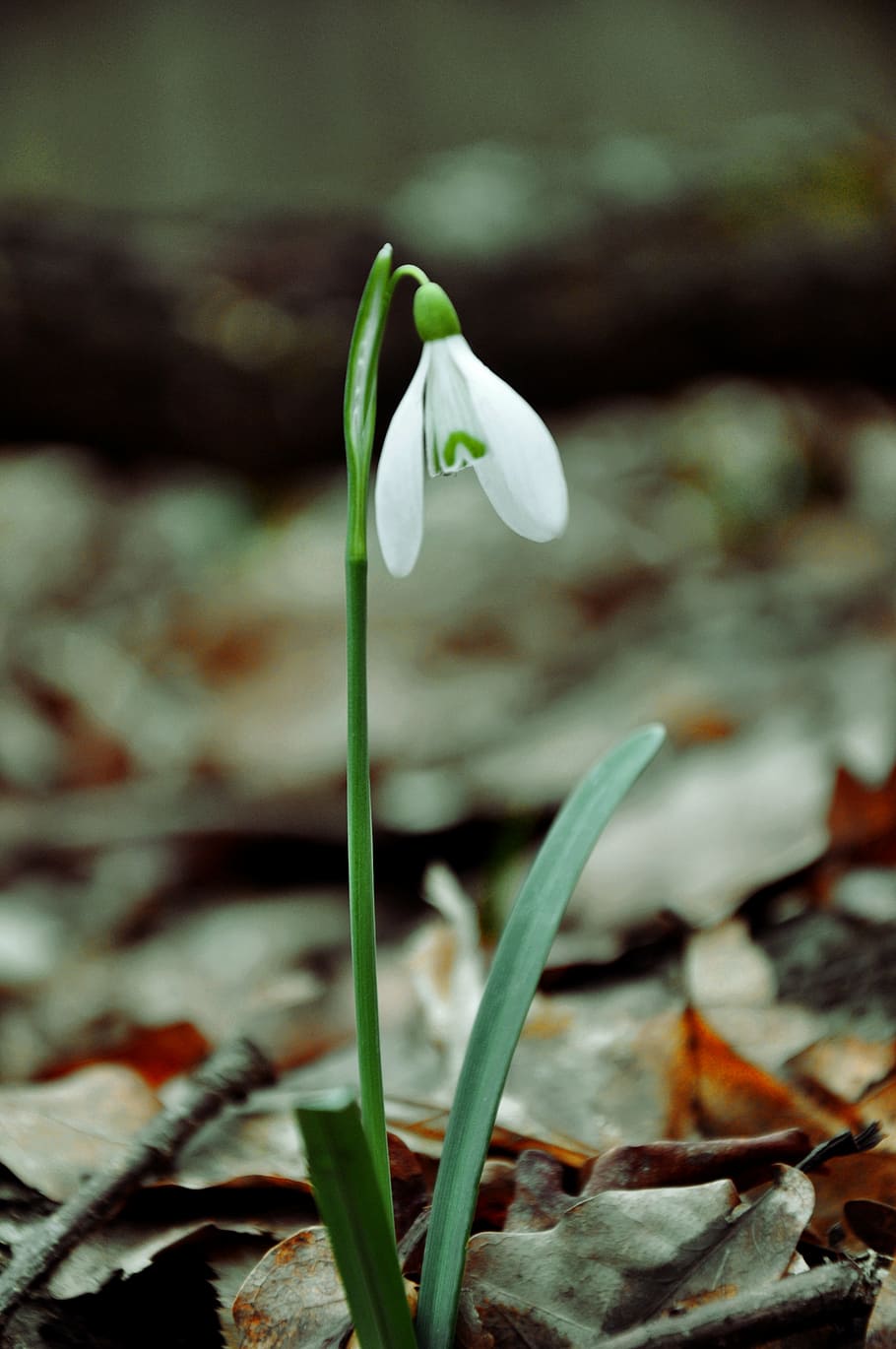 spring, snowdrop, spring flower, macro, flowering plant, beauty in nature HD wallpaper